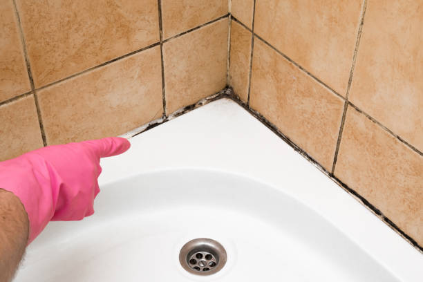 Attic Mold Removal in North Industry, OH
